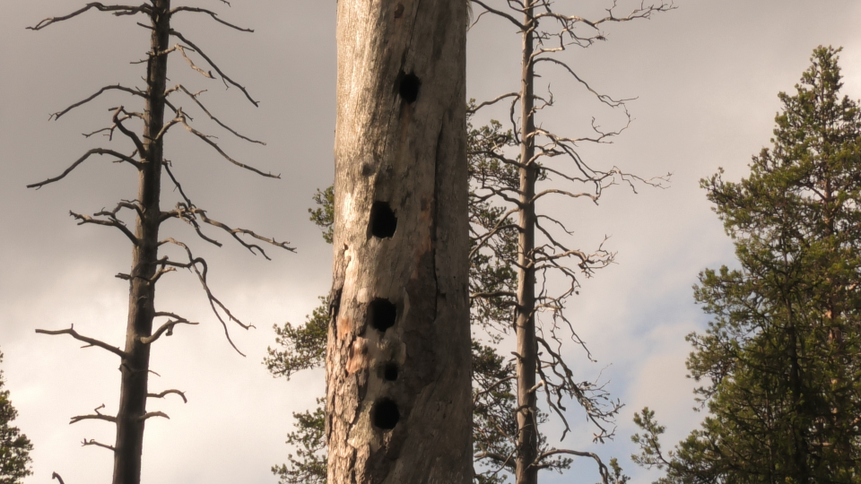 Karhukävely Pienellä Karhunkierroksella